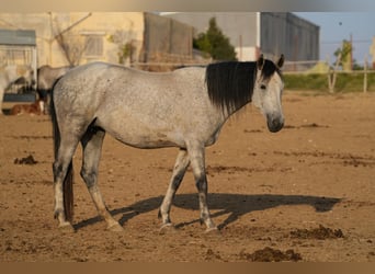 Berber, Stute, 2 Jahre, 15 hh