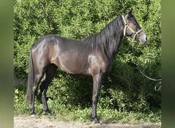 Berber, Stute, 2 Jahre, 15 hh