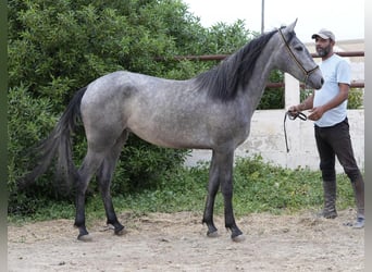 Berber, Stute, 2 Jahre, 15 hh