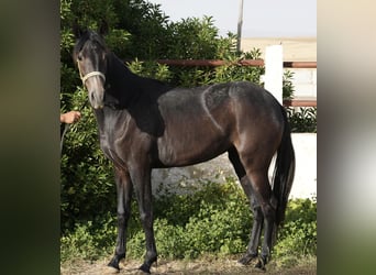 Berber, Stute, 2 Jahre, 15 hh