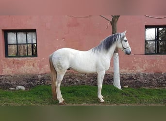 Berber, Stute, 2 Jahre, 15 hh