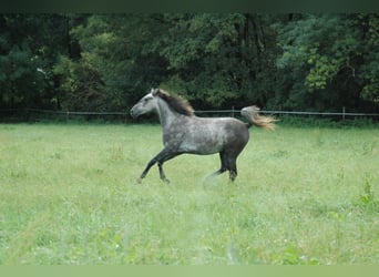 Berber, Mare, 2 years, 15,1 hh, Grey