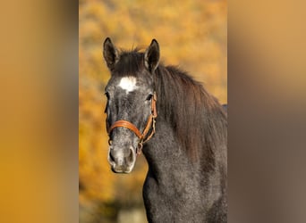 Berber, Mare, 2 years, 15,2 hh, Grey