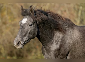 Berber, Mare, 2 years, 15,2 hh, Grey