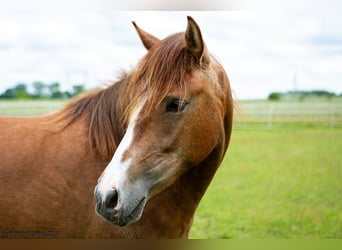 Berber, Mare, 3 years, 14,2 hh, Can be white