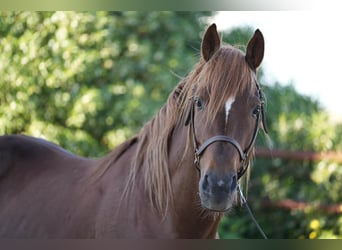 Berber, Mare, 3 years, 15,1 hh