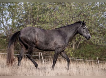 Berber, Mare, 3 years, 15.1 hh, Grey