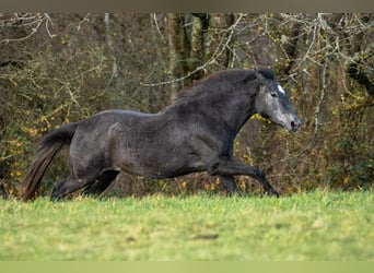 Berber, Mare, 3 years, 15,2 hh, Grey
