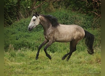 Berber, Mare, 3 years, Buckskin