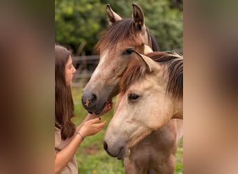 Berber, Mare, 3 years