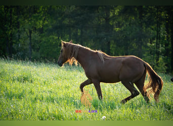 Berber, Mare, 4 years, 15,1 hh, Sorrel