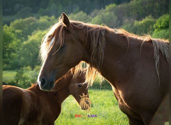 Berber, Mare, 4 years, 15,1 hh, Sorrel