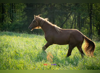 Berber, Mare, 4 years, 15,1 hh, Sorrel