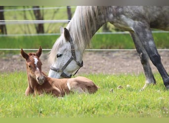 Berber, Mare, 4 years, 15 hh, Chestnut-Red