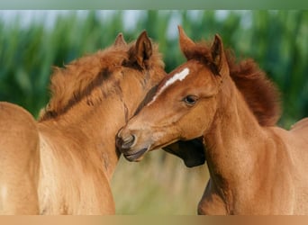 Berber, Mare, 4 years, 15 hh, Chestnut-Red