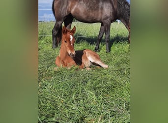 Berber, Mare, 4 years, 15 hh, Chestnut-Red