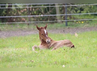 Berber, Mare, 4 years, 15 hh, Chestnut-Red