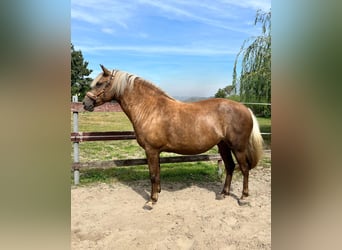 Berber, Mare, 5 years, 14.3 hh, Palomino