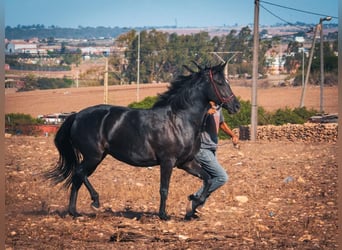 Berber, Stute, 5 Jahre, 15,1 hh, Rappe