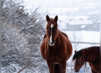 Berber, Mare, 5 years, 15.1 hh, Sorrel