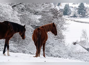 Berber, Mare, 5 years, 15.1 hh, Sorrel