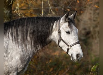 Berber, Mare, 6 years, 15 hh, Grey