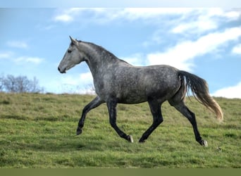 Berber, Mare, 6 years, 15 hh, Grey