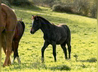 Berber, Mare, Foal (06/2025)