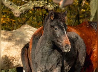 Berber, Mare, Foal (06/2025)