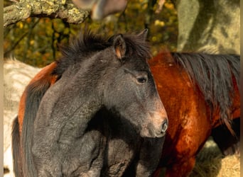 Berber, Mare, Foal (06/2025)