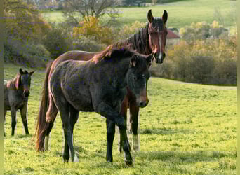 Berber, Mare, Foal (06/2025)