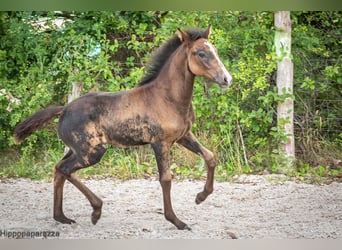 Berber, Mare, Foal (04/2024)