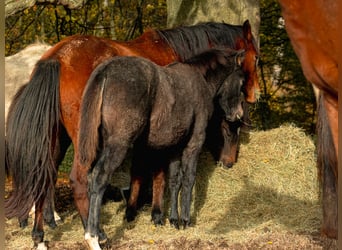 Berber, Mare, Foal (06/2025)