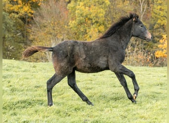 Berber, Mare, Foal (06/2025)