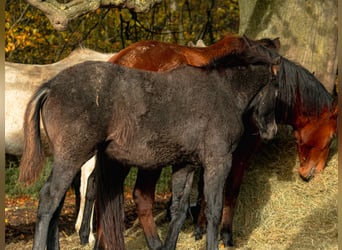 Berber, Mare, Foal (06/2025)