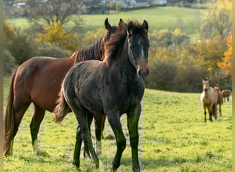 Berber, Mare, Foal (06/2025)