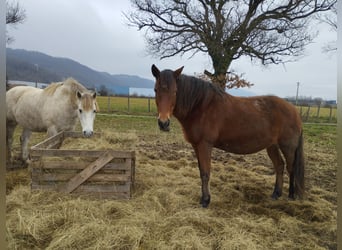 Berber, Merrie, 19 Jaar, 150 cm, Bruin