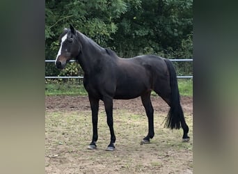 Berber, Merrie, 27 Jaar, 153 cm, Bruin