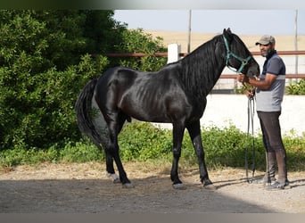 Berber, Merrie, 2 Jaar, 154 cm