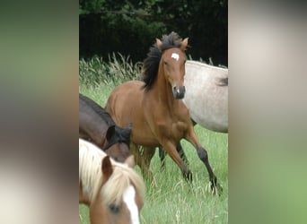Berber, Merrie, 2 Jaar, Bruin
