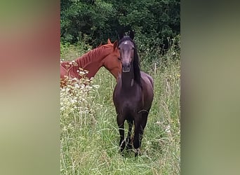 Berber, Merrie, 4 Jaar, 153 cm, Brown Falb schimmel