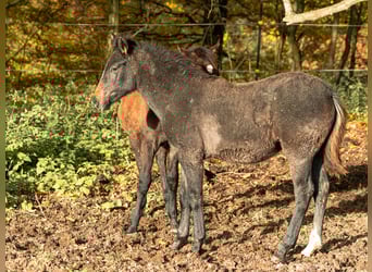 Berber, Merrie, Veulen (06/2025)