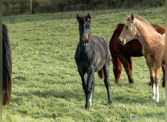 Berber, Merrie, Veulen (06/2025)