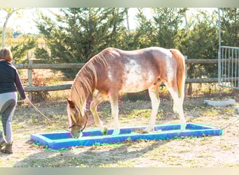 Berber, Ruin, 4 Jaar, 154 cm, Sabino