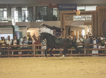 Berber, Stallion, 11 years, 14.1 hh, Brown