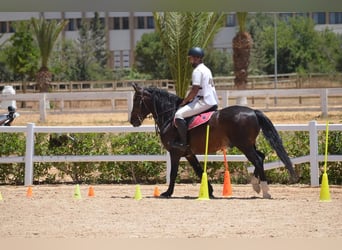 Berber, Stallion, 11 years, 14,1 hh, Brown