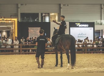 Berber, Stallion, 11 years, 14,1 hh, Brown