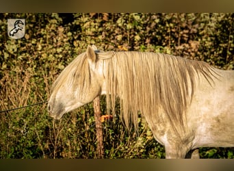 Berber, Stallion, 18 years, 14.3 hh, Gray-Dapple