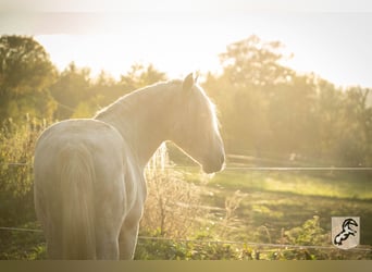 Berber, Stallion, 18 years, 14.3 hh, Gray-Dapple