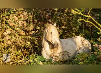 Berber, Stallion, 18 years, 14.3 hh, Gray-Dapple